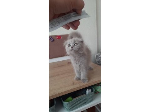 Scottish fold yavrular sahiplendirilecek