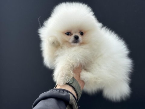 Pemıde köpek çiftliğinden teddy pomeranian 