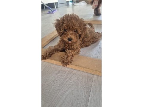 Kucuk prenses köpekler