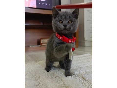 Sevimli british shorthair prenses