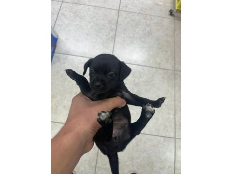Minyatür pinscher yavrularımız sahiplendirilecek