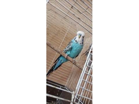 Show jumbo eşli muhabbet kuşu