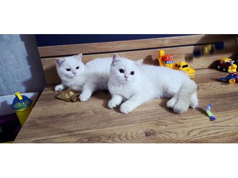 British shorthair saf kan şampiyon aile yavruları