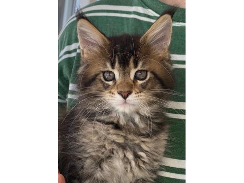 Dünyanın en güzel maine coon yavruları burada!