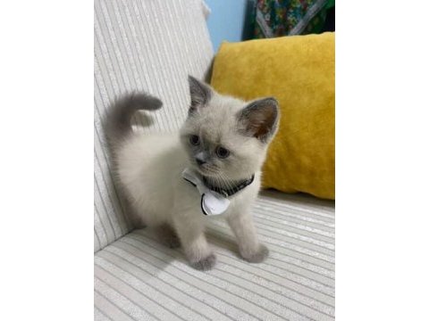 3 aylık british shorthair eşyaları var