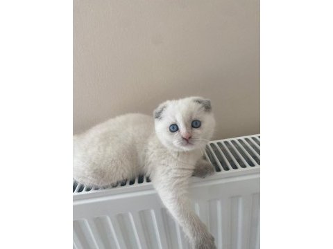 Yavru 2 aylık scottish fold