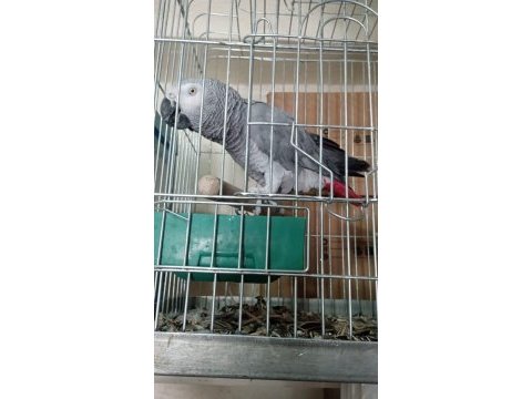 4 yaşında yarı evcil erkek jako papağanı