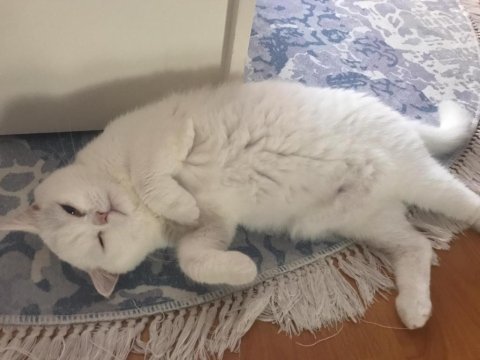 2 yaşında eğitimli terbiyeli british shorthair