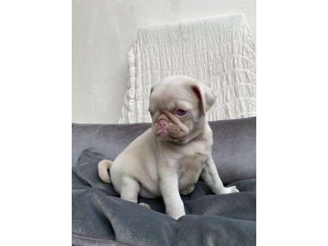 Farklı olmak isteyenlere özel exotic pink pug bebek