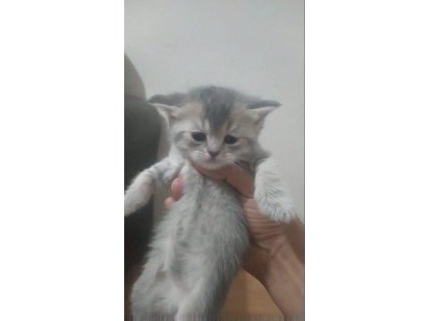 British shorthair