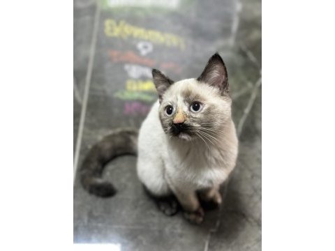 Aşıları tam tertemiz buzul 2 aylık british longhair