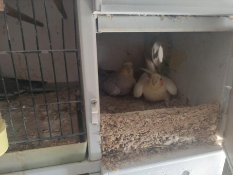 Yavrular, gençler, ciftler