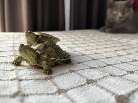 Sahiplendirme su kaplumbağaları