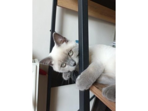 Safkan british shorthair blue point
