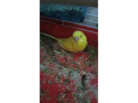 Show muhabbet kuşu