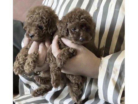 Toy poodle köpekler için ulaşın