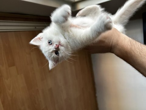 Dişi british shorthair yavrumu sahiplendirmek istiyorum