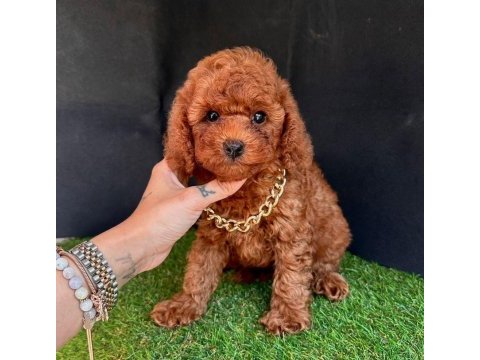 Sevimli toy poodle yavrularımız