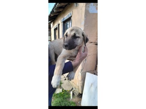 Usta çoban köpekler