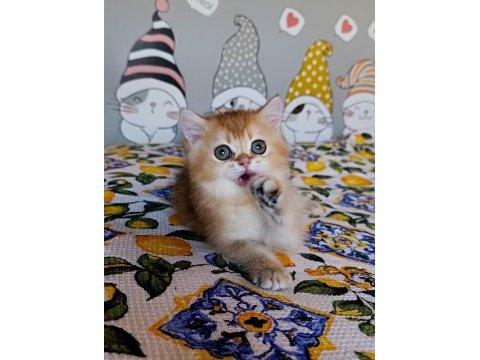 Kız güzeli bir erkek british shorthair