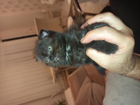 50 günlük scottish fold kedimiz