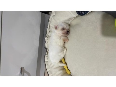 Yavru bembeyaz morkie