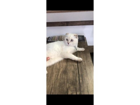 6 aylık british shorthair kedimiz pamuk