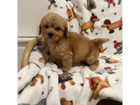 F2 maltipoo yavruları