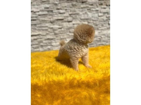 Antalya pomeranian boo