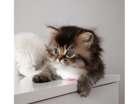 Esmer şeker bebek kedimiz