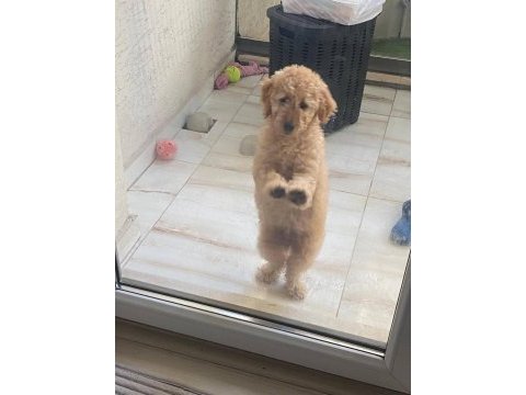 4 aylık toy poodle safkan bakımlı aşıları tam