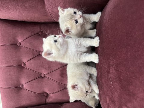 2 aylık british shorthair sütlü kahve