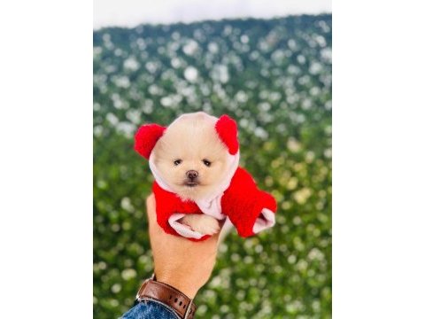 3 aylık pomeranian yavru