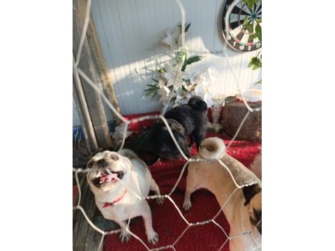 Safkan pug mops dişi erkek