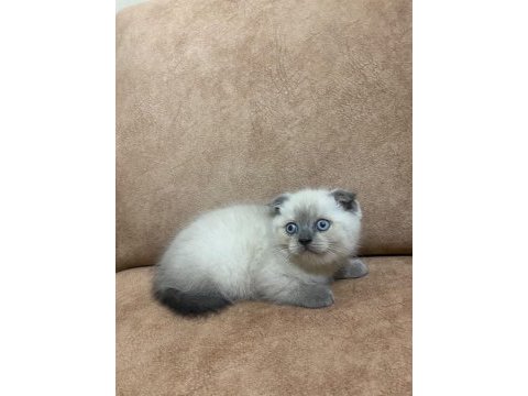 Blue point scottish fold bebekler