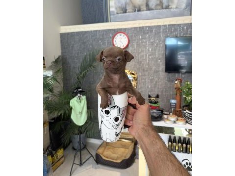 Nadir çikolata renk dişi chihuahua yavrumuz