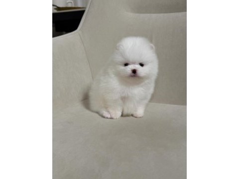Teddy bear pomeranian en mini yavrular