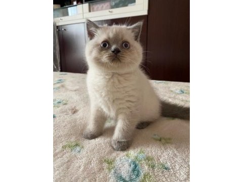 Scottish fold 2,5 aylık