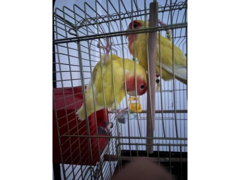 Çift halinde yumurtalamaya hazır sevda papağanı