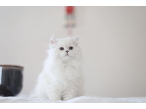 British longhair full şecereli safkan dişi