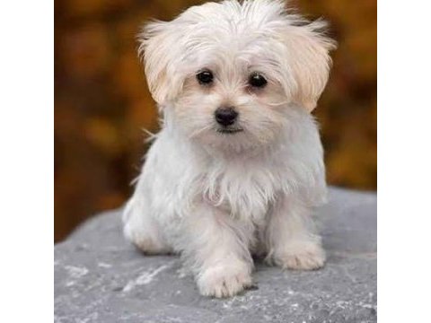 Maltese yavrularımız