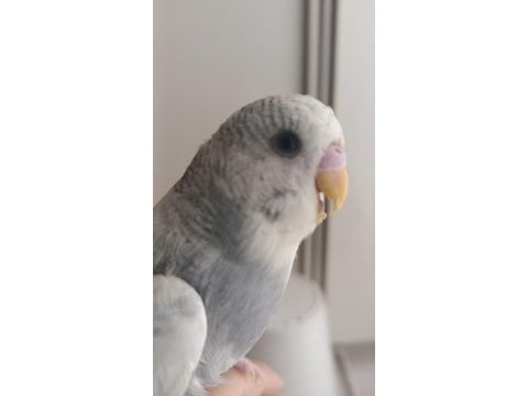 1 adet yavru erkek muhabbet kuşu 2 aylık