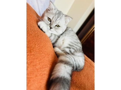 Fold iki oğlan scottish fold