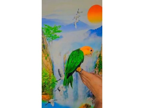 Full evcil caique maskot