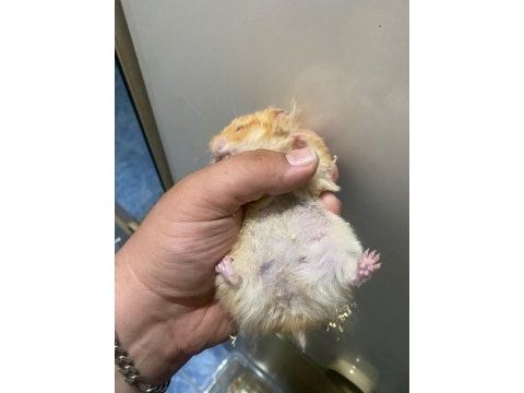 Bıdık hanım hamster (teddy turuncu)