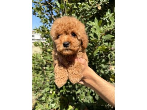 Show kalite sağlık garantili poodle yavrularım