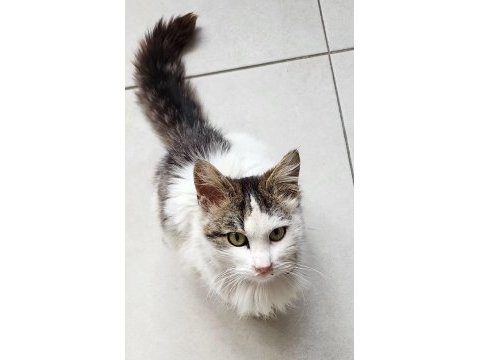 Bir sokak türü olan domestic longhair kısır 1 yaşında