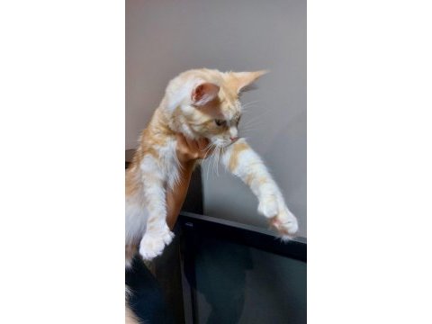 Üst kaliteli maine coon erkek polydactyl silver red