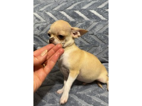 4 aylık erkek şecereli anne babadan chihuahua