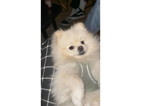 Pomeranian eş bulma ilanıdır